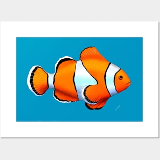 Clownfish Posters and Art